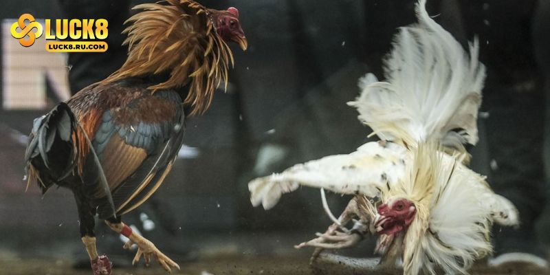 Bạn sẽ có nhiều trải nghiệm thú vị khi chơi đá gà tại Luck8