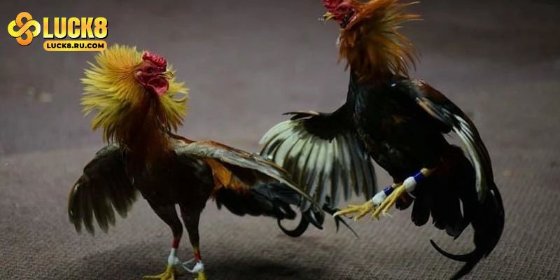 Bí quyết giúp bạn chơi đá cựa dao hiệu quả hơn