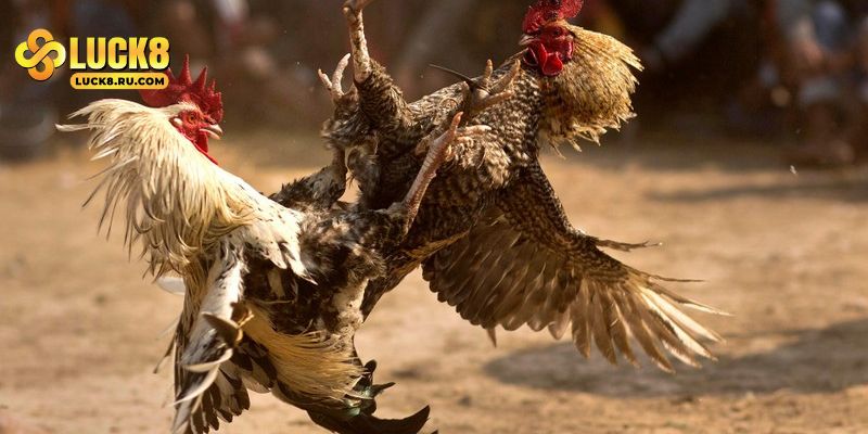 Cách thức tham gia chơi đá gà cựa dao bạn cần nắm rõ