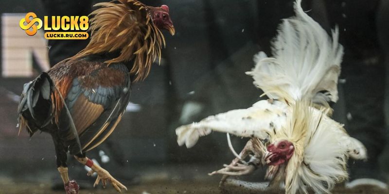 Đá gà cựa dao tại Luck8 – Trải nghiệm kịch tính nhất