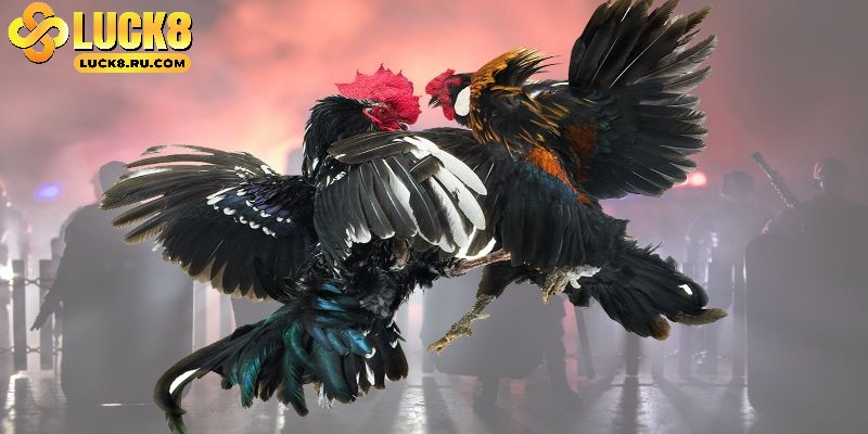 Đá gà cựa sắt thu hút người chơi tham gia