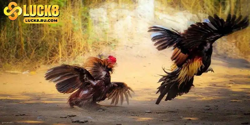 Đơn giản khi tham gia cá cược đá gà