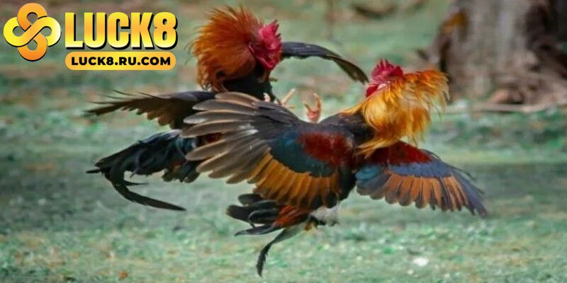 Trải nghiệm đá gà LUCK8 mang lại cho bạn sự thú vị